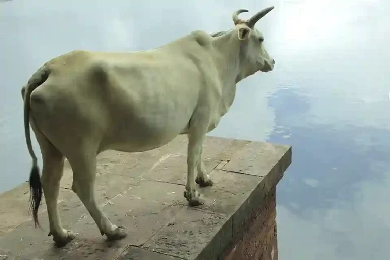 Lago sagrado Bindusagar en Bhubaneswar con una vaca a la orilla del estanque principal.
